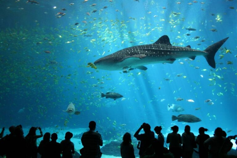 Image d'un requin à l'aquarium de Pornic.